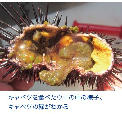 キャベツを食べたウニの中の様子。
キャベツの緑がわかる