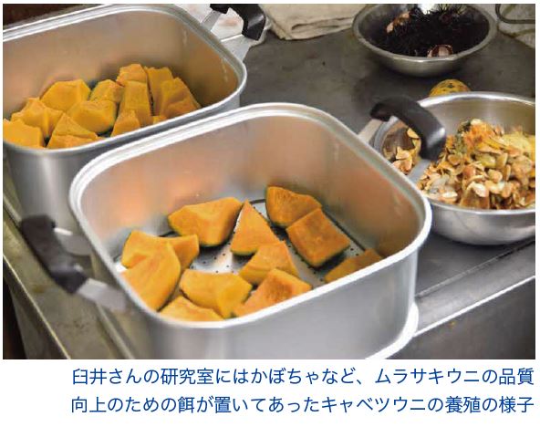 臼井さんの研究室にはかぼちゃなど、ムラサキウニの品質向上のための餌が置いてあったキャベツウニの養殖の様子