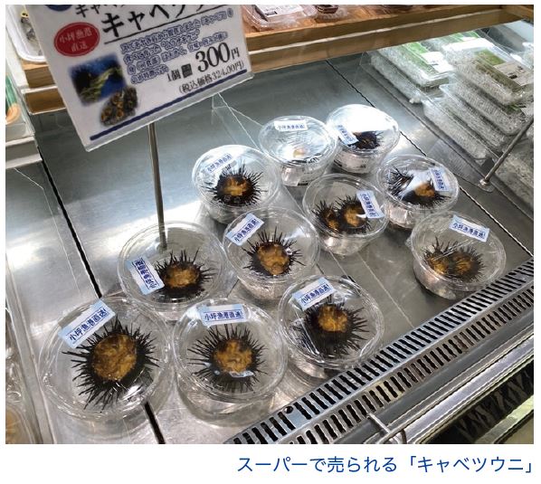 スーパーで売られる「キャベツウニ」