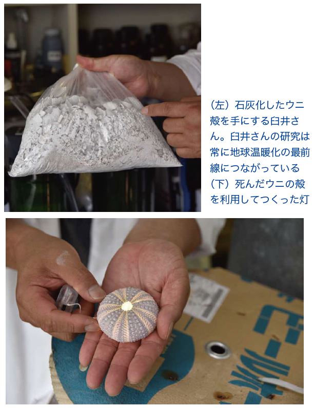 (左)石灰化したウニ殻を手にする臼井さん。臼井さんの研究は常に地球温暖化の最前線につながっている
(下)死んだウニの殻を利用してつくった灯