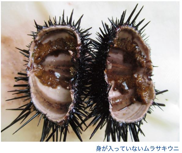 身が入っていないムラサキウニ