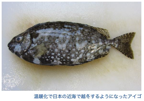 温暖化で日本の近海で越冬するようになったアイゴ