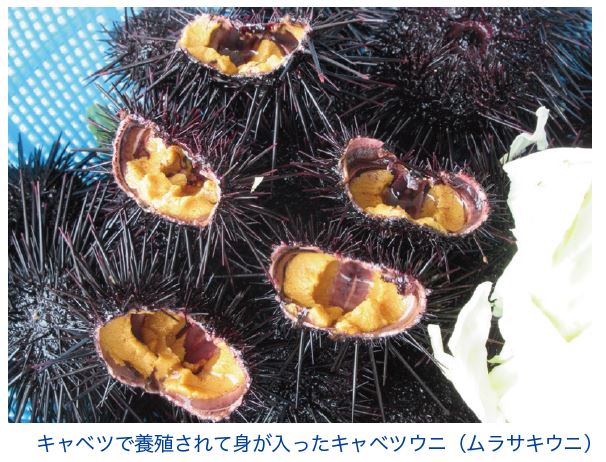 キャベツで養殖されて身が入ったキャベツウニ(ムラサキウニ)