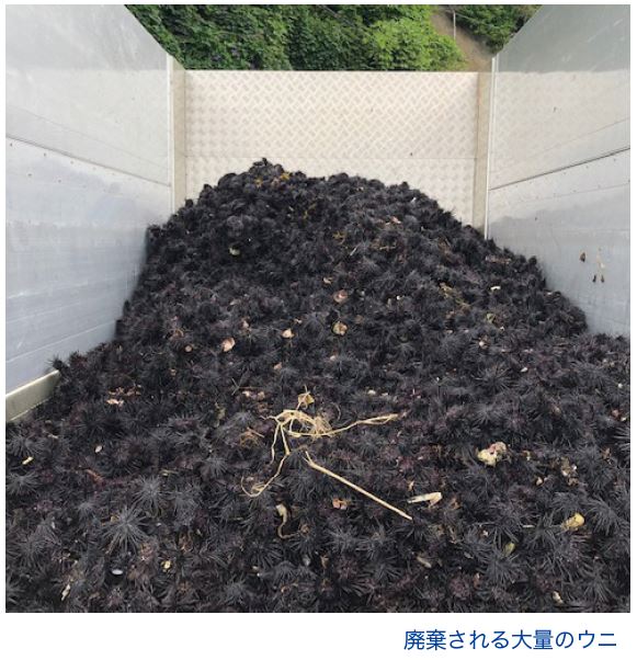 廃棄される大量のウニ