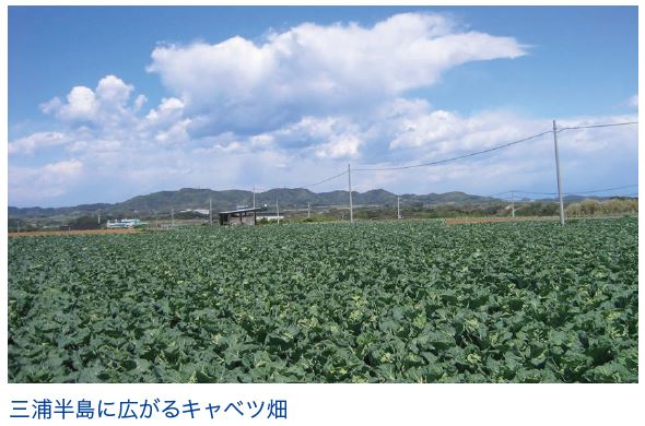 三浦半島に広がるキャベツ畑