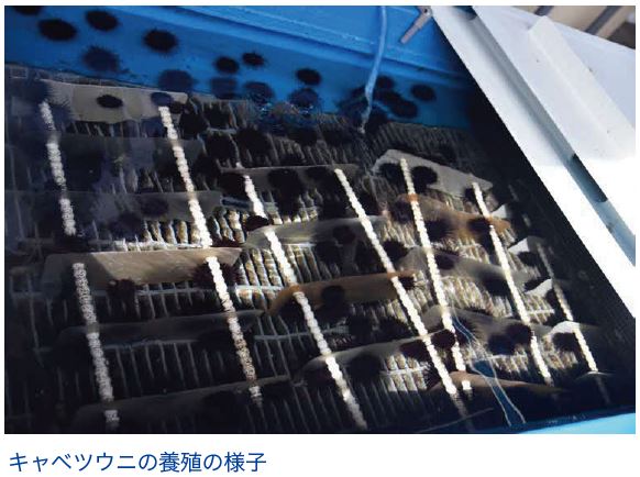 キャベツウニの養殖の様子