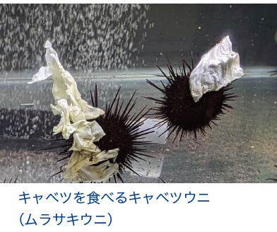 キャベツを食べるキャベツウニ
(ムラサキウニ)